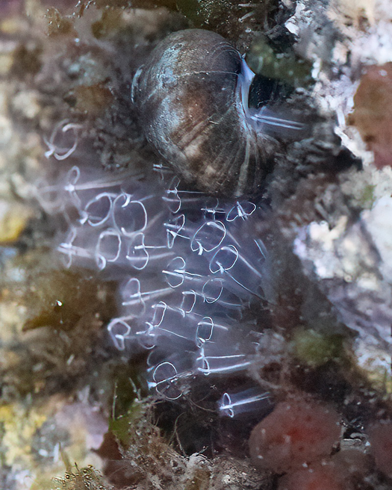 Light bulb ascidians